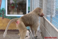 Вінниця.info | У Вінницькому зоопарку народилося двоє мавпенят